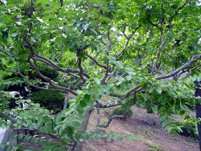 배롱나무(백일홍)