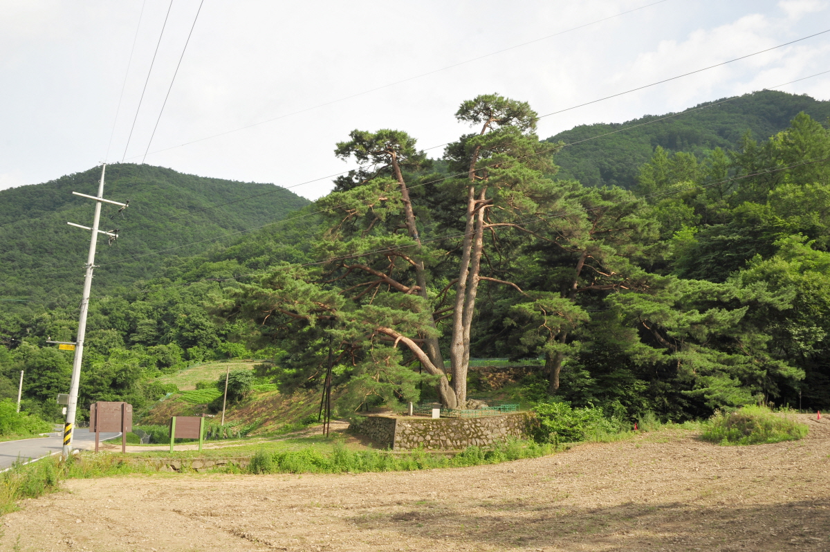 문경 화산리 반송_1