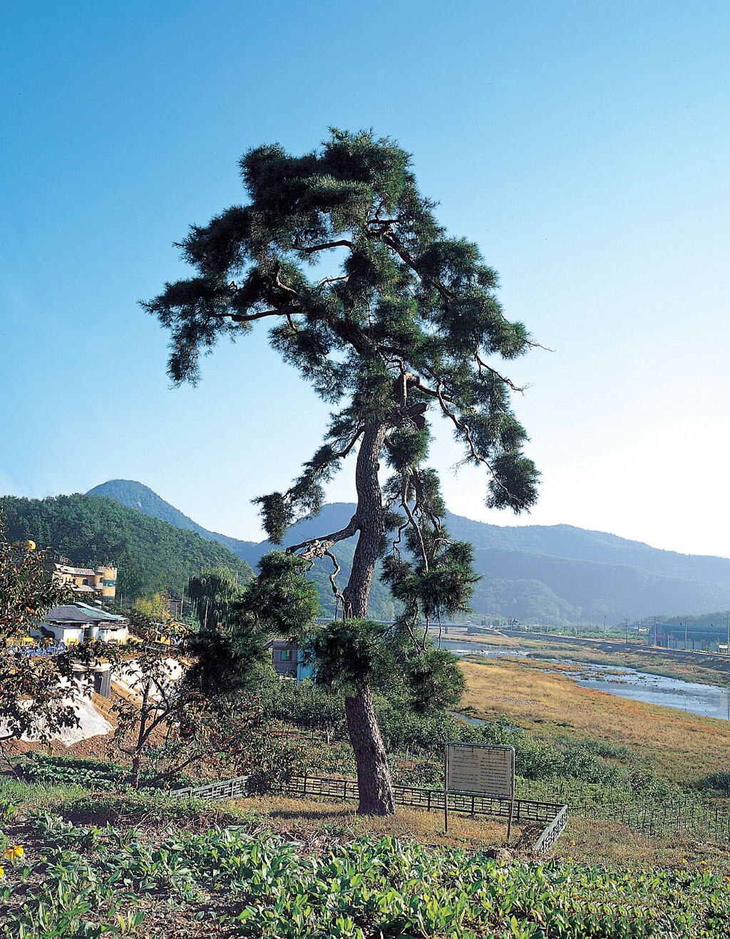 청도 동산리 처진소나무_2